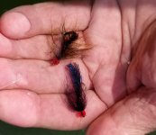 20230612_flies.jpg