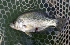 20230612_crappie_med.jpg