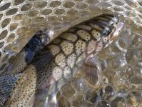20230613_mbfish.jpg