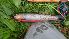IMG_0242.jpeg