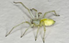yellow-sac-spider-pompton-plains.v4.jpg