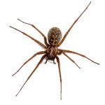 hobo_spider.jpg