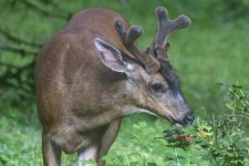 DeerBuckGrowingAntlers2698Trim.jpg DeerBuckGrowingAntlers2698Trim.jpg