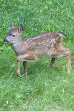 DeerFawn2727Trim.jpg DeerFawn2727Trim.jpg