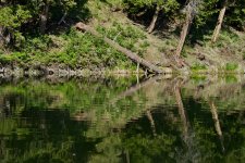 Edith Lake 4.jpeg