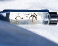 Chironomid.jpeg