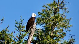 Eagle.jpeg
