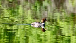 Duck.jpeg