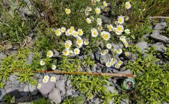 20230619_flowers.jpg 20230619_flowers.jpg