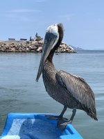 IMG_0099.jpeg