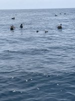 IMG_0094.jpeg