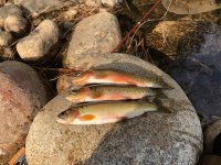 IMG_1826.jpeg