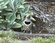 IMG_3938.jpeg