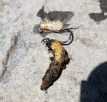 20230624_octcaddis.jpg