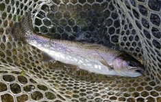 20230624_fish.jpg
