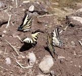 20230624_swallowtails.jpg 20230624_swallowtails.jpg
