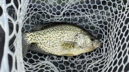 1687753571865.jpeg 1687753571865.jpeg