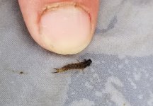 20230627_rockworm.jpg