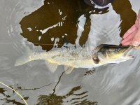 Pike Minnow.jpg