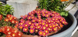 Flower Pot.jpg