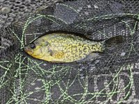 Black crappie.jpg Black crappie.jpg