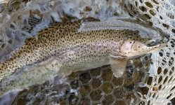 20230629_trout.jpg 20230629_trout.jpg