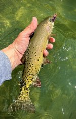 IMG_1922.jpeg IMG_1922.jpeg