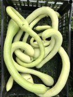 IMG_3571.jpeg