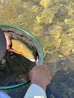 IMG_1275.jpeg