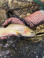 IMG_1238.jpeg