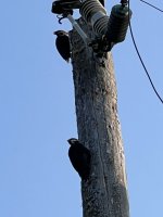 IMG_4041.jpeg
