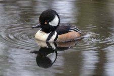 A04HoodedMerganserDrake2486.jpg