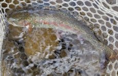 20230705_fish.jpg