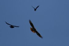 DSC_3872.jpeg