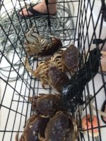 Kings&Crab3.jpg Kings&Crab3.jpg