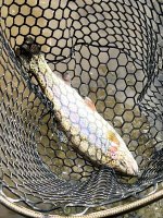 IMG_4172.jpeg