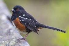 B04SpottedTowheeMale2494.jpg
