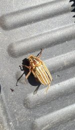 IMG_4064.jpeg