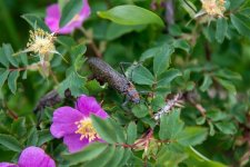 thumbnail_DSC_0484.jpg