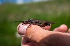 thumbnail_DSC_0407.jpg