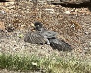 IMG_4070.jpeg
