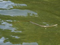 A10GarterSnakeSwimmingP7050118Trim.jpg A10GarterSnakeSwimmingP7050118Trim.jpg
