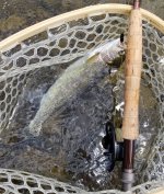 20230710_fish.jpg