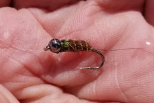 20230710_caddis.jpg