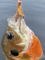 IMG_9361.jpeg