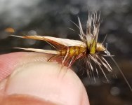 20230714_yellowstimmi.jpg