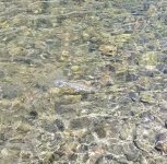 20230714_avefish.jpg