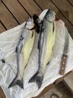 IMG_3102.jpeg IMG_3102.jpeg