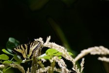 115576C4-8D6D-4A7E-9750-91329E75AD5E.jpeg