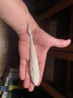 IMG_2202.jpeg